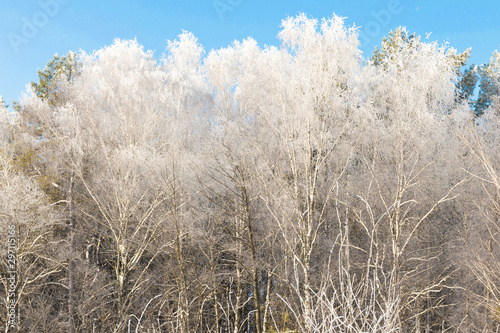 The trees in the forest with hoar-frost close-up on a frosty morning