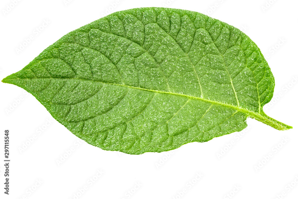 Obraz premium potatoes isolated leaf