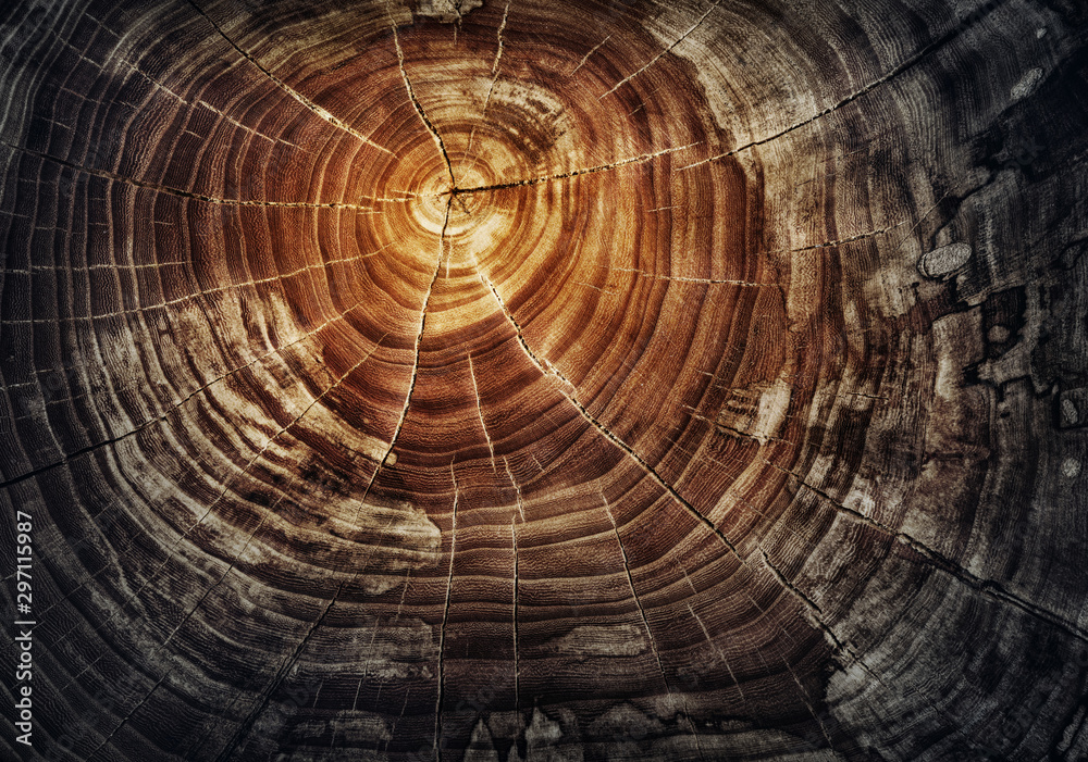 Stump of tree felled - section of the oak trunk with annual rings. Slice wood. - obrazy, fototapety, plakaty 
