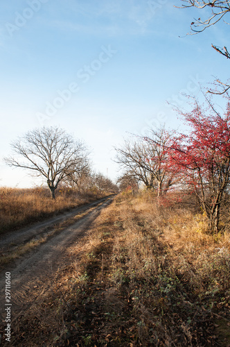 tree on the road