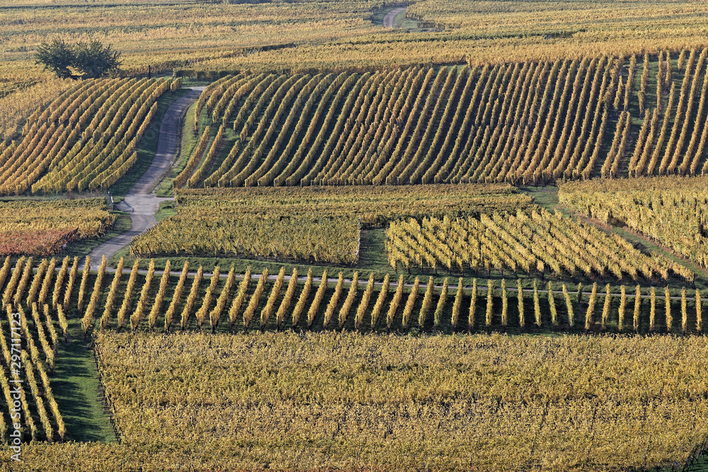 Lines of vine routes draw the landscape of Alsace