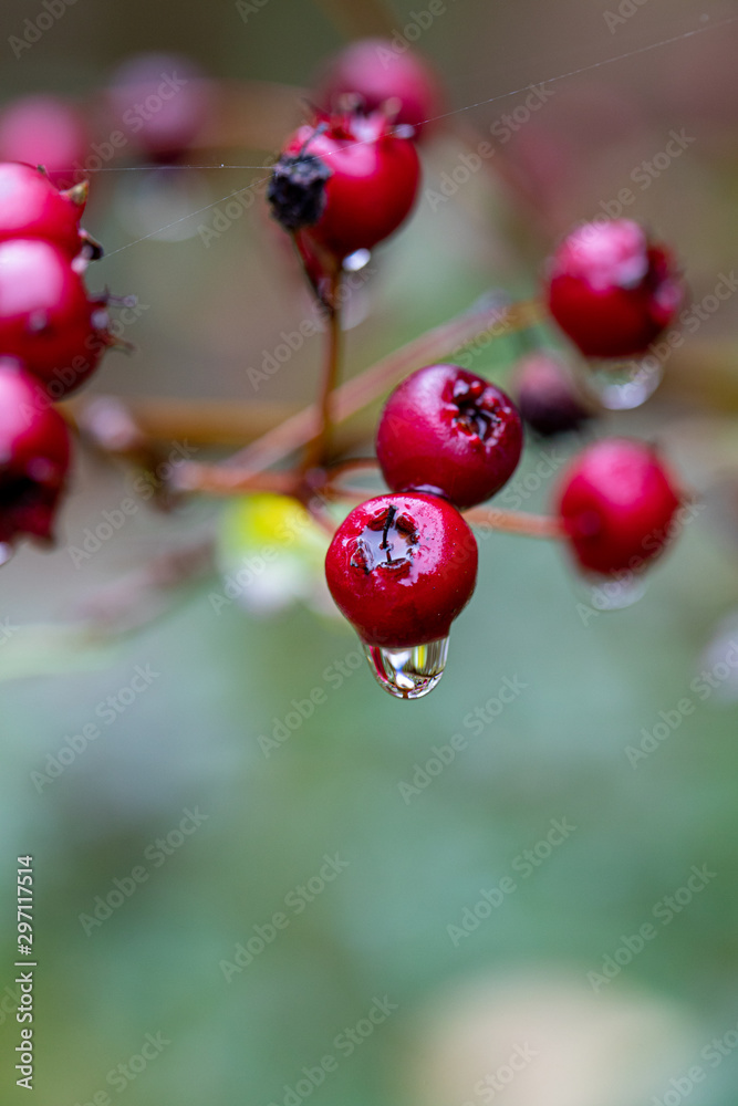 red hawthorn berries hanging from the hawthorn bush in the rain