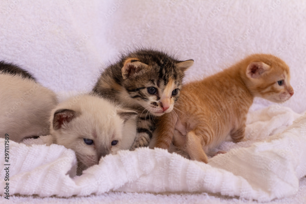 Little kittens of gold, white and gray. Domestic animals babies.