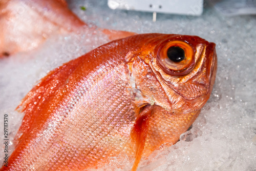 One whole red orange fish on ice counter close up