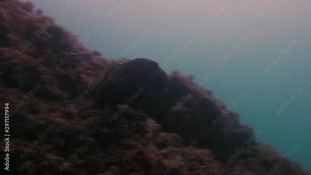 Octopus Swimming Fast. Squid Critter Using Jet Propulsion & Red Colour