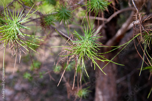 Sharp green plant, Point leafs 