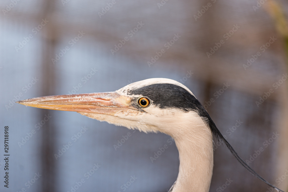 Close up portrait of a Great blue heron or Ardea herodias against blue background with sharp feathers and a sharp eye Close up portrait of a Great blue heron or Ardea herodias against blue background with sharp feathers and a sharp eye