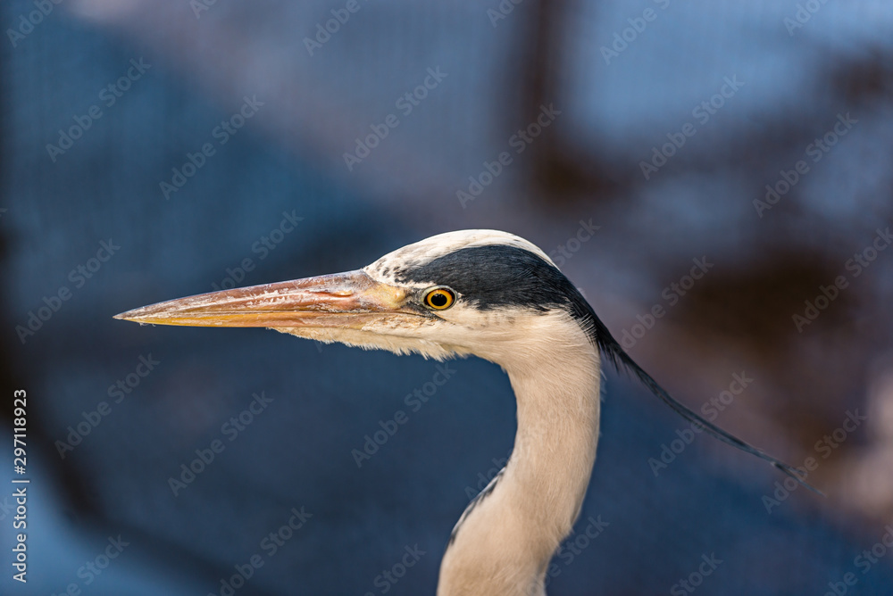 Portrait of a Great blue heron or Ardea herodias against blue b Portrait of a Great blue heron or Ardea herodias against blue b