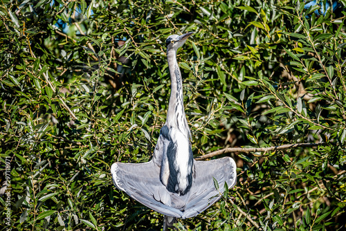 unique picture of a sunbathing Great blue heron or Ardea herodias folding its wings to collect sunlight and warmth drying up against a green feaf background photo