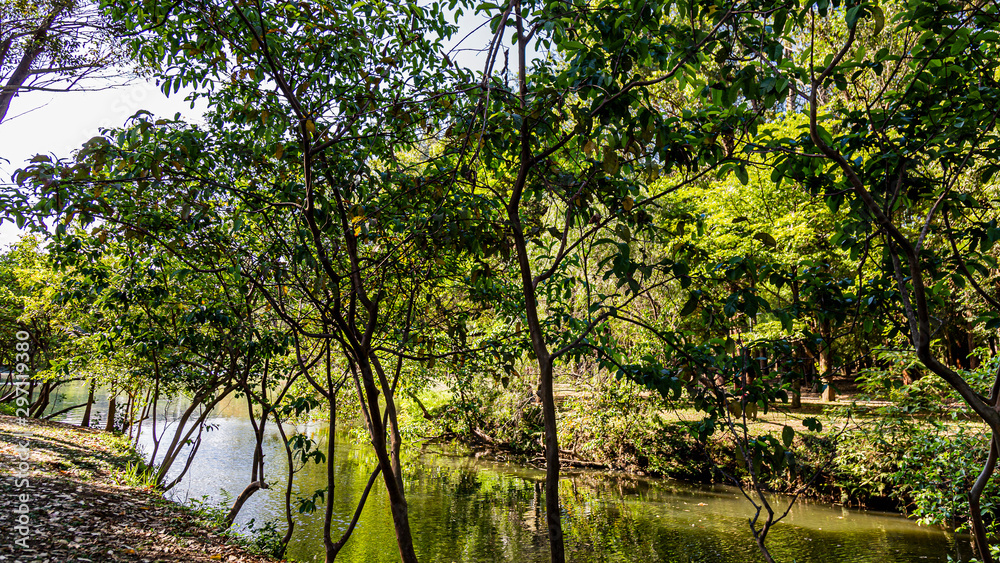 Fototapeta premium PARQUE DO IBIRAPUERA - SÃO PAULO