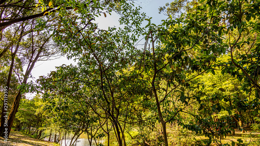 Fototapeta premium PARQUE DO IBIRAPUERA - SÃO PAULO