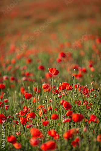 A poppy field in summer  with a shallow depth of field