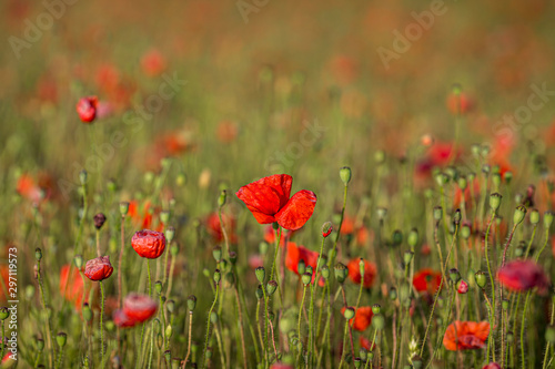 A poppy field in summer, with a shallow depth of field