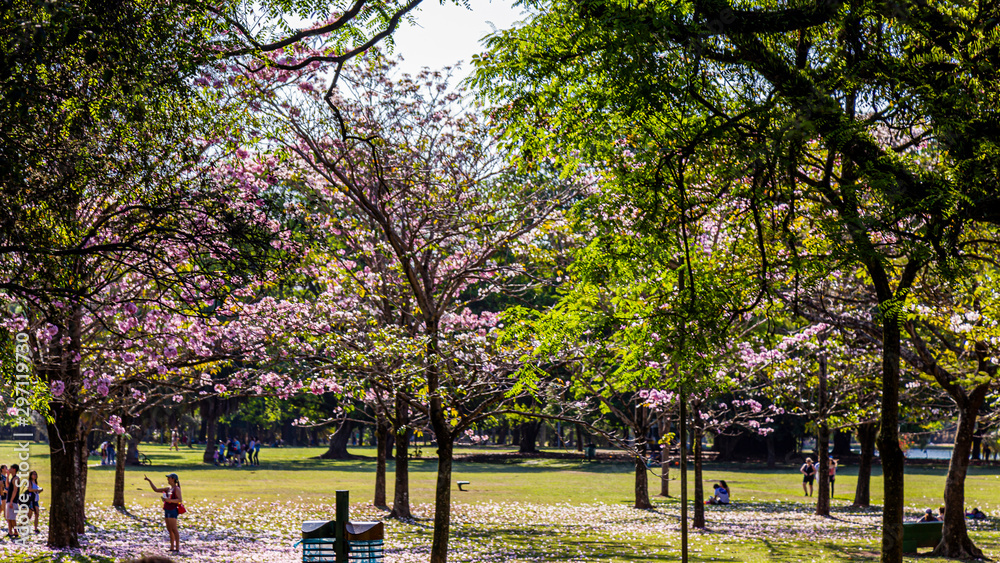Fotografie PARQUE DO IBIRAPUERA - SÃO PAULO