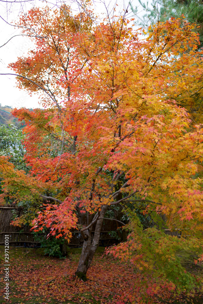 Naklejka premium 京都_宝厳院_紅葉
