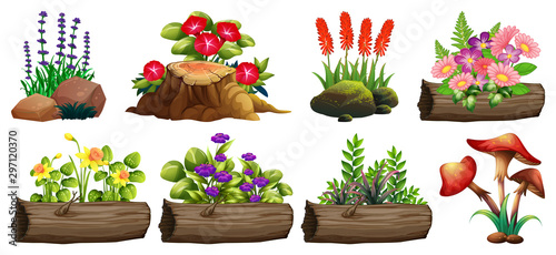 Large set of colorful flowers on rocks and wood