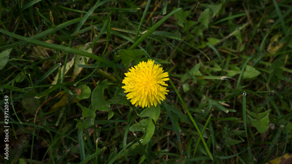 Yellow flower in green grass on a runway of Lake Yellow flower in green grass on a runway of Lake