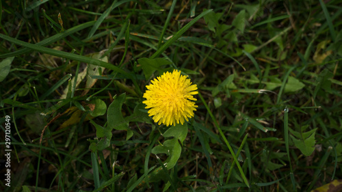 Yellow flower in green grass on a runway of Lake
