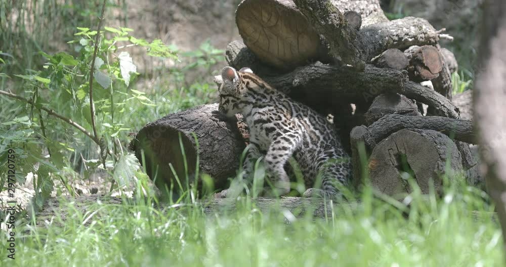 Ocelot (Leopardus pardalis), Wild Cat puppy playing in front of the den Ocelot (Leopardus pardalis), Wild Cat puppy playing in front of the den