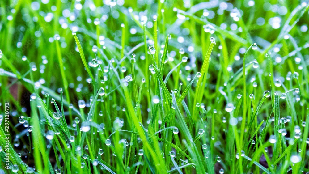 green grass with water drops green grass with water drops