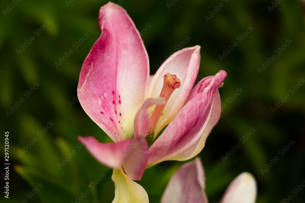 close-up of the Bud of the opened pink Lily