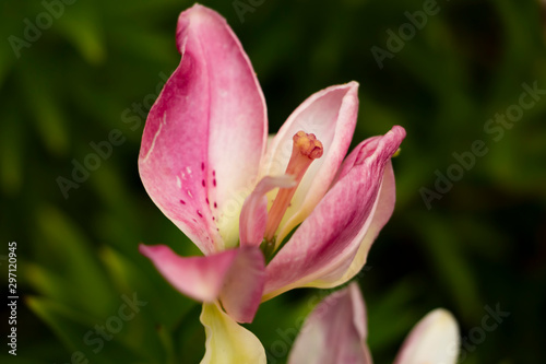 close-up of the Bud of the opened pink Lily © Dinara