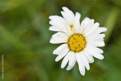 Close-up of a white autumn daisy on a blurry green background. 