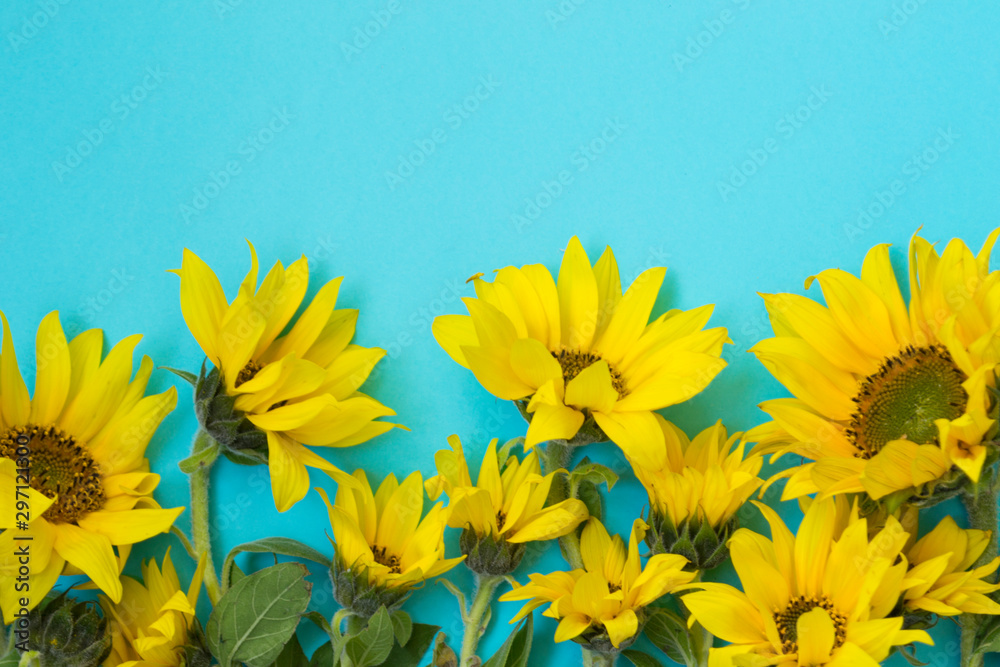 Obraz Beautiful sunflowers on a blue background. Bouquets of yellow flowers for the banner. View from above. Background with copy space.