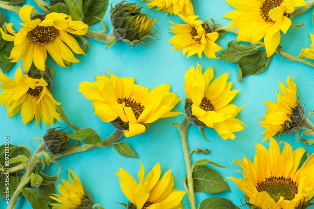Obraz Beautiful sunflowers on a blue background. Bouquets of yellow flowers for the banner. View from above. Background with copy space.