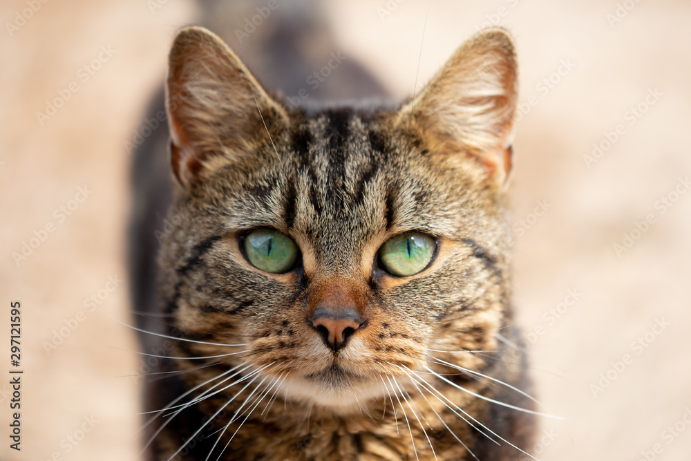 Shallow focus of the beautiful green eyes of a tabby cat showing detail of his strapped fur. Seen in an outdoor location in early summer.