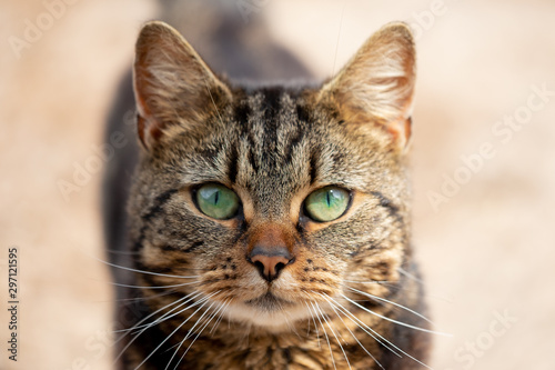 Shallow focus of the beautiful green eyes of a tabby cat showing detail of his strapped fur. Seen in an outdoor location in early summer. © Nick Beer