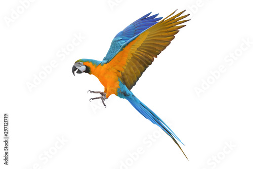 Colorful flying parrot isolated on white, Freedom concept