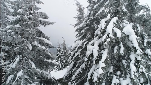 Tall dense old spruce trees grow on a snowy slope photo