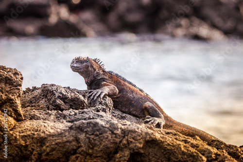 Republic of Ecuador. Iguana...