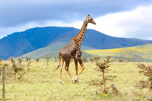 Fototapeta samoprzylepna Dorosła żyrafa w Afrykańskiej sawannie, Ngorongoro park narodowy, Tanzania. Piękny dzień fotograficznego safari w Afryce. Dzika turystyka