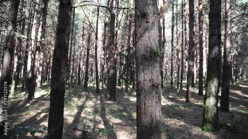 Wild pine forest with green moss under the trees. Moving between trees in beautiful sunny morning just after sunrise. Slider shot Wild pine forest with green moss under the trees. Moving between trees in beautiful sunny morning just after sunrise. Slider shot