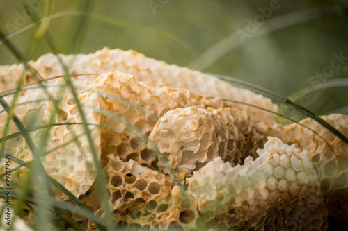 Scarto di favi