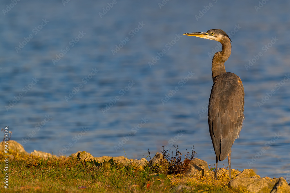 Fototapeta premium Great Blue Heron at sunrise.