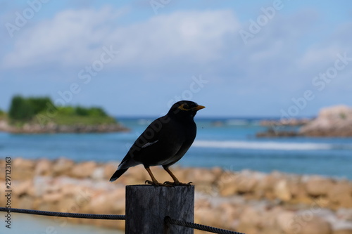 Bird in front of the sea