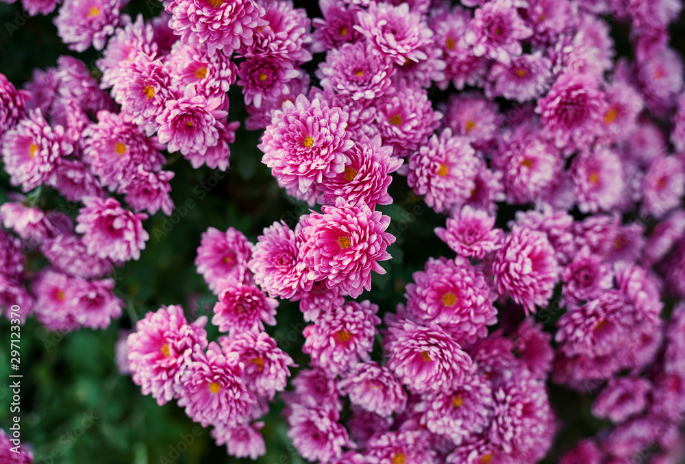 Flower bed of purple chrysanthemums, background for postcard or calendar. Walking in Park and enjoying beautiful autumn nature. Hello, Autumn! Congratulatory autumn postcard Flower bed of purple chrysanthemums, background for postcard or calendar. Walking in Park and enjoying beautiful autumn nature. Hello, Autumn! Congratulatory autumn postcard