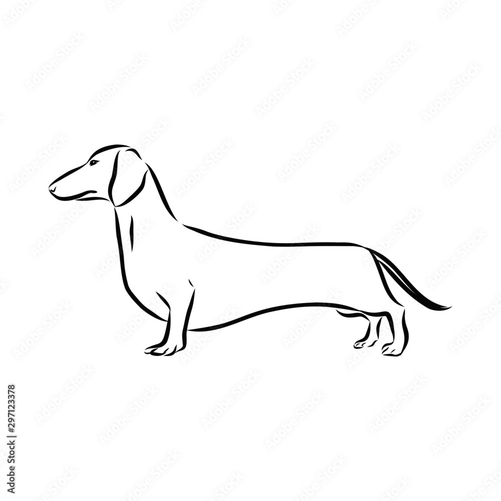 vector image of a dog, dachshund dog