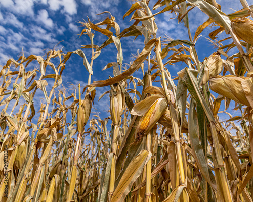 Unique view looking up at mature ear of corn hanging down on cornstalk with husk open exposing kernels on cob. Blue sky over field with tassels reaching toward white clouds during harvest