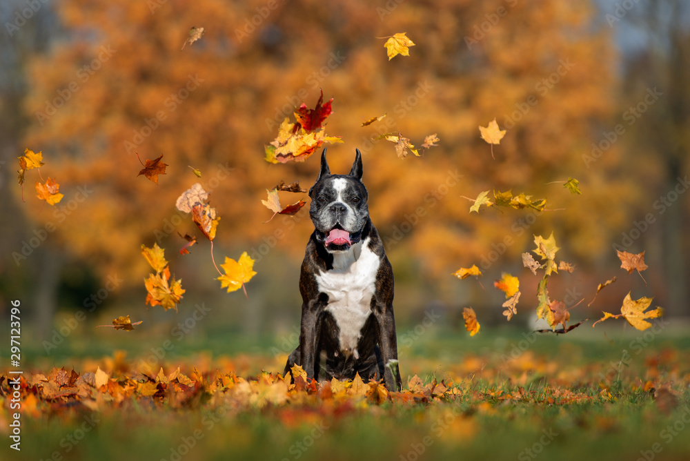 old boxer dog posing surrounded by falling leaves old boxer dog posing surrounded by falling leaves