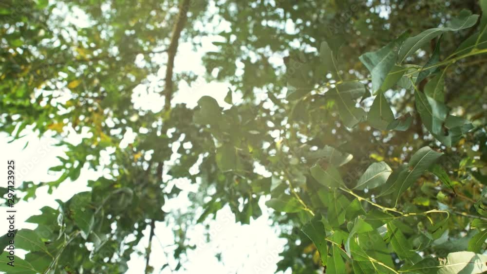 Close up of trees branches with leaves. 4k nature background footage. park outside walking. Close up of trees branches with leaves. 4k nature background footage. park outside walking.
