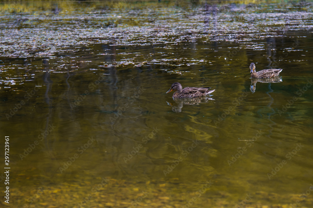 Ducks swiming in a lake, with autumn feeling Ducks swiming in a lake, with autumn feeling
