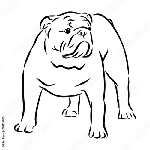 vector illustration of a dog English bulldog sketch 