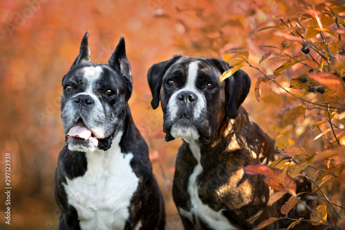 Canvas Print two german boxer dogs portrait outdoors