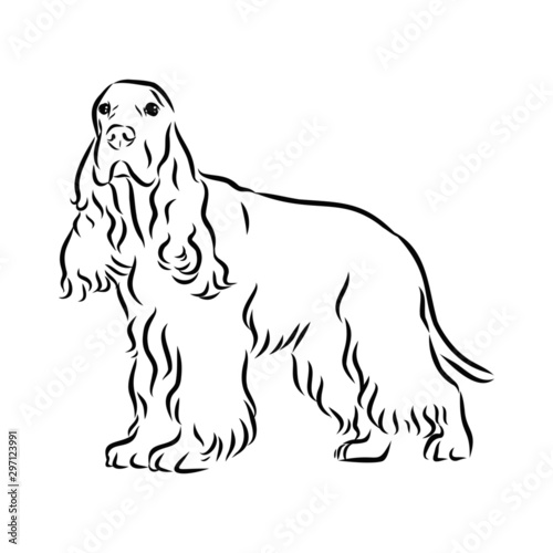 vector illustration of a dog, spaniel sketch 