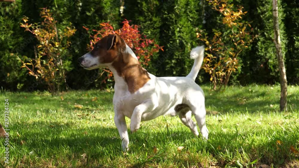 beautiful Jack Russell Terrier dog stands on the grass beautiful Jack Russell Terrier dog stands on the grass