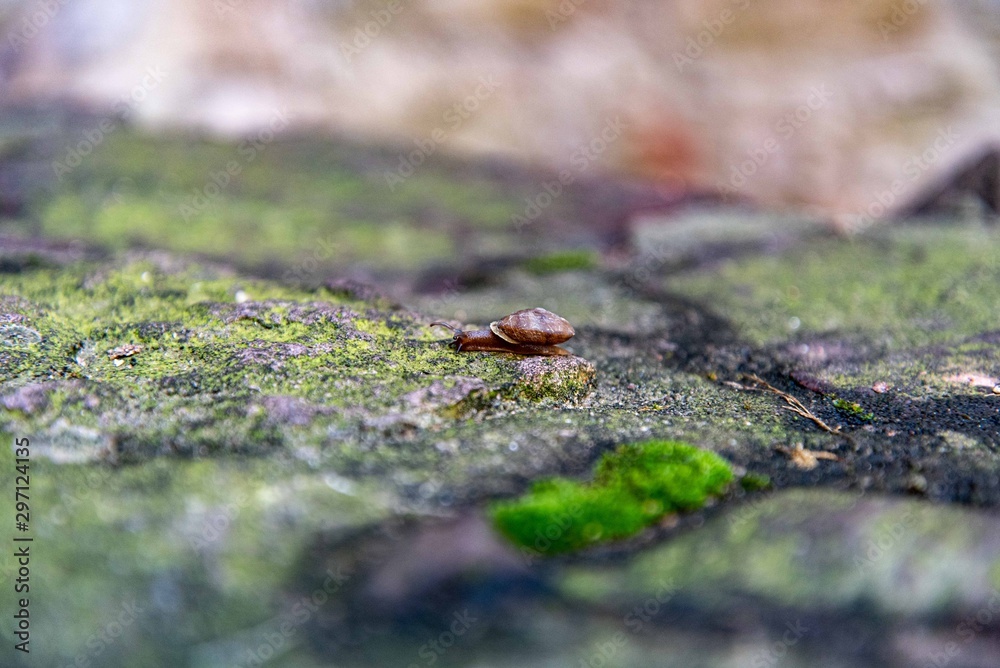 Schnecke Schnecke